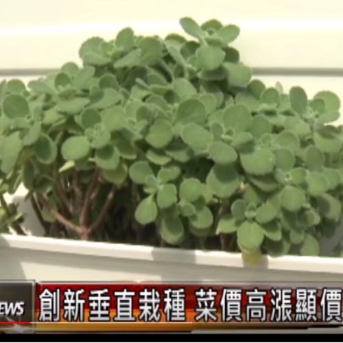 創新垂直栽種 菜價高漲顯價值 創新垂直栽種 菜價高漲顯價值